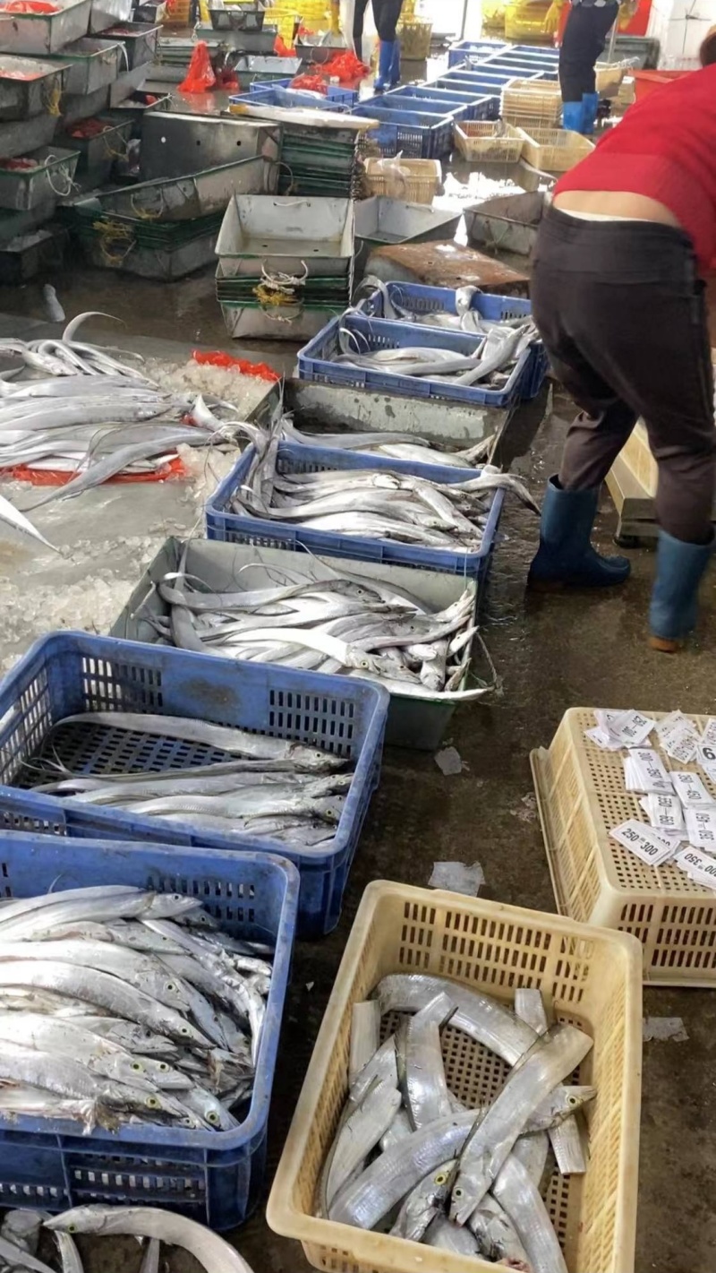 海南渔业龙头企业本地带鱼非进口可代办代收代加工包装一手货
