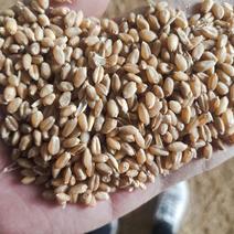 湖北钟祥万亩基地潮麦干麦9023小麦优质红白麦