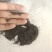 重瓣/单瓣太阳花种子发芽快支持在线交易