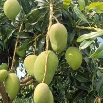 云南台农芒果大量上市精品芒果质量保证欢迎致电