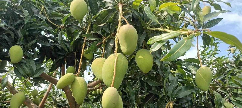 云南台农芒果大量上市精品芒果质量保证欢迎致电