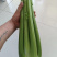 沈阳精品西芹，产地直发，一手货源，可视频看货选货
