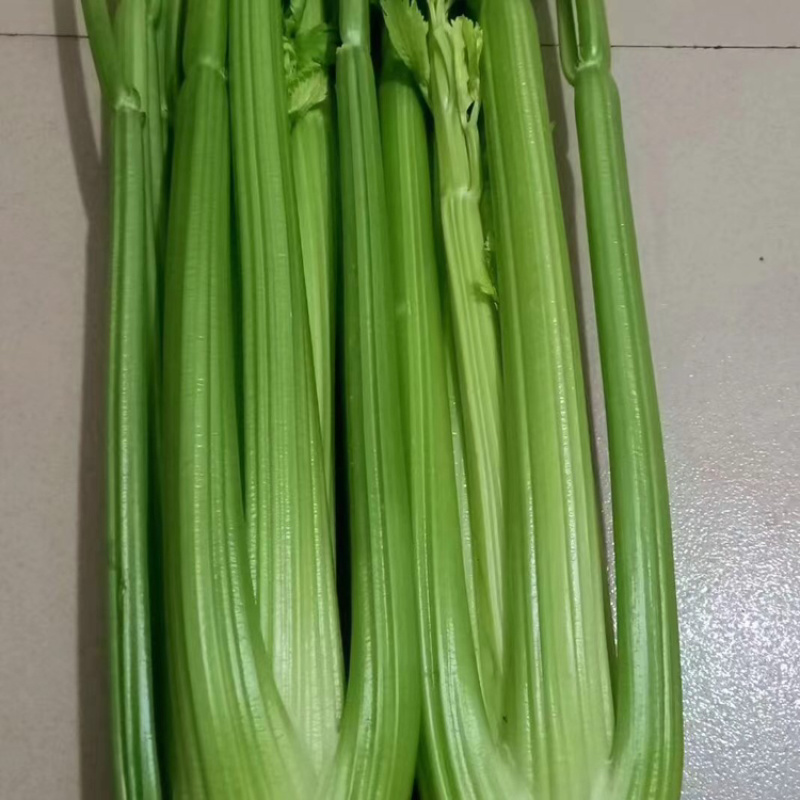 沈阳精品西芹，产地直发，一手货源，可视频看货选货