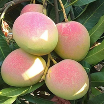 云南精品苹果芒果大皮薄产地直发质量保证支持一件