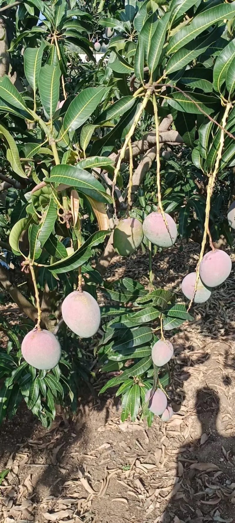 云南精品苹果芒果大皮薄产地直发质量保证支持一件代发