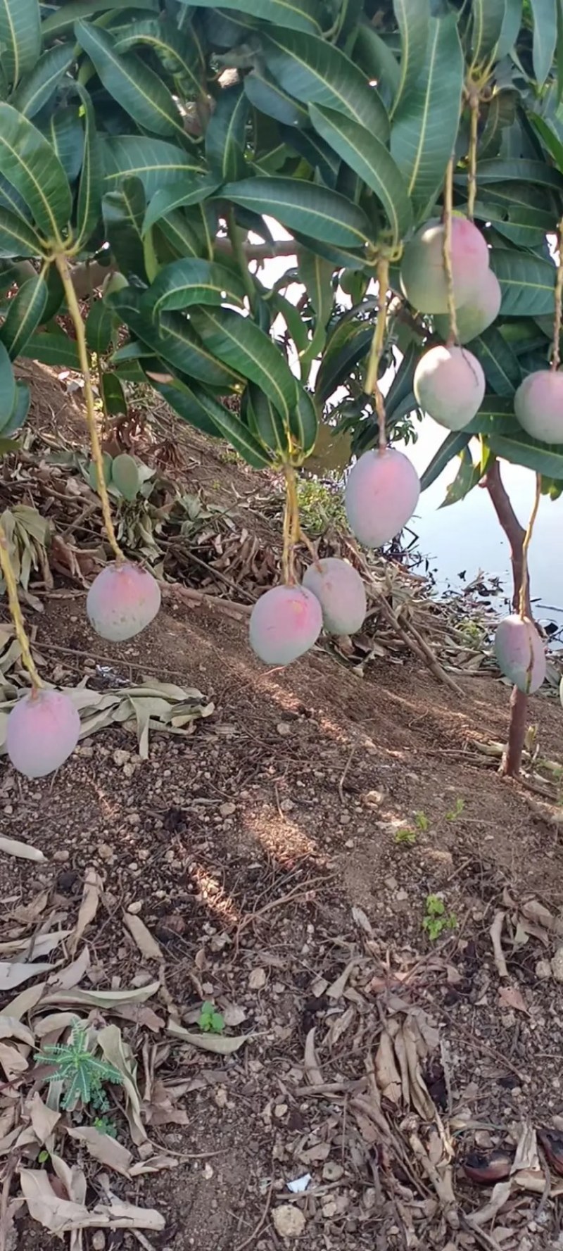 云南精品苹果芒果大皮薄产地直发质量保证支持一件代发