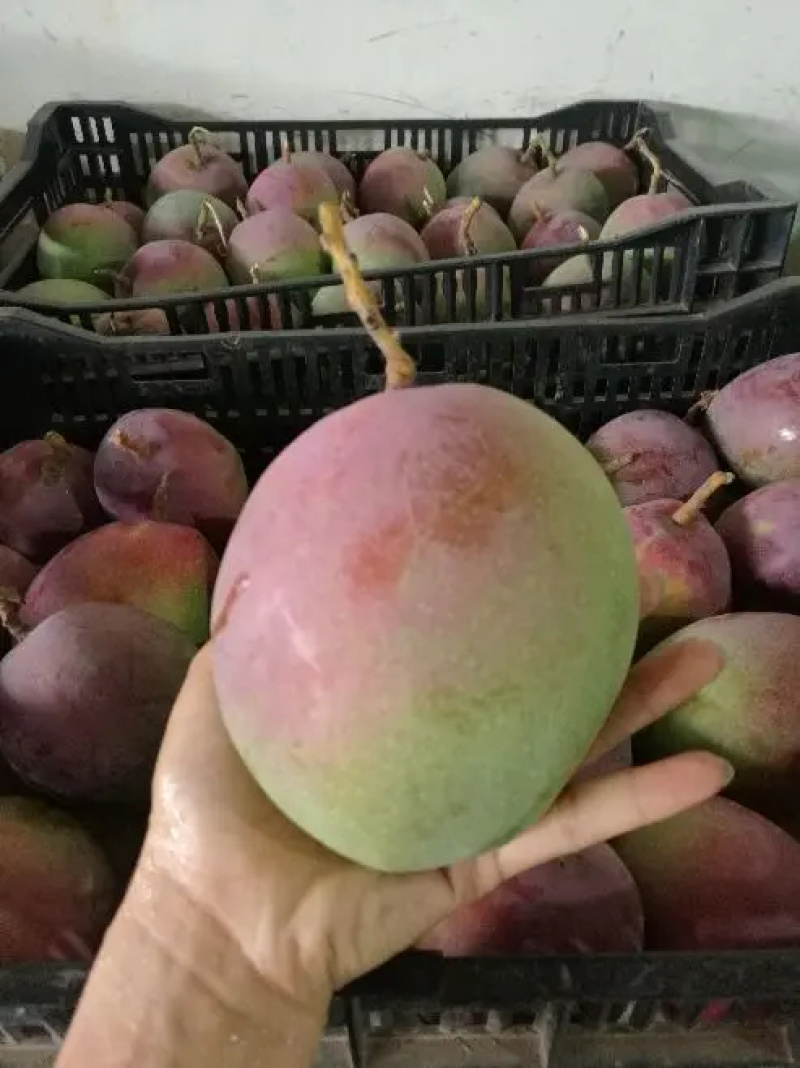 云南精品苹果芒果大皮薄产地直发质量保证支持一件代发