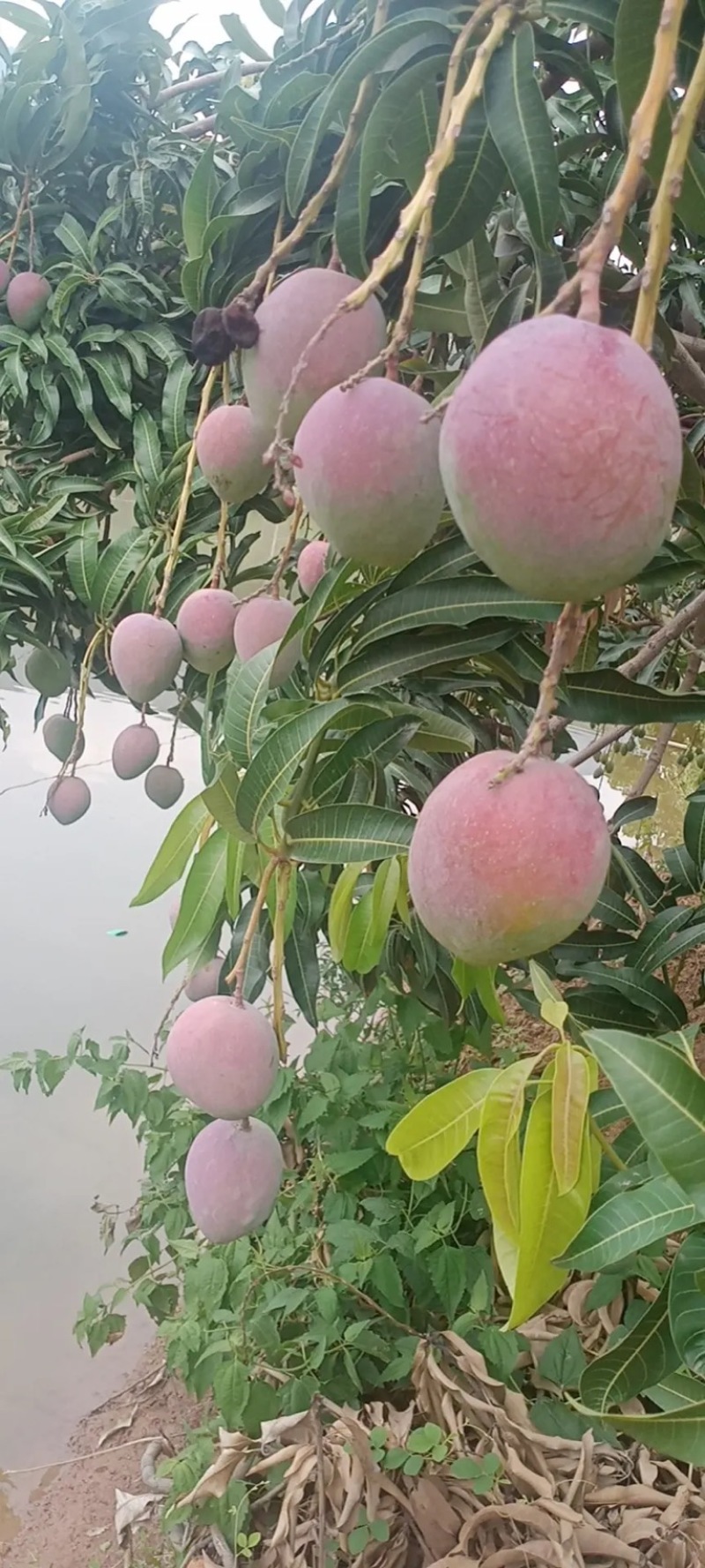 云南精品苹果芒果大皮薄产地直发质量保证支持一件代发