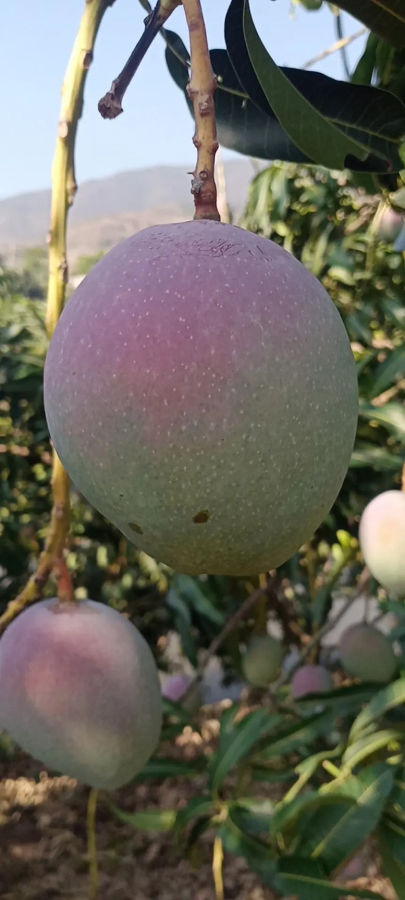云南精品苹果芒果大皮薄产地直发质量保证支持一件代发