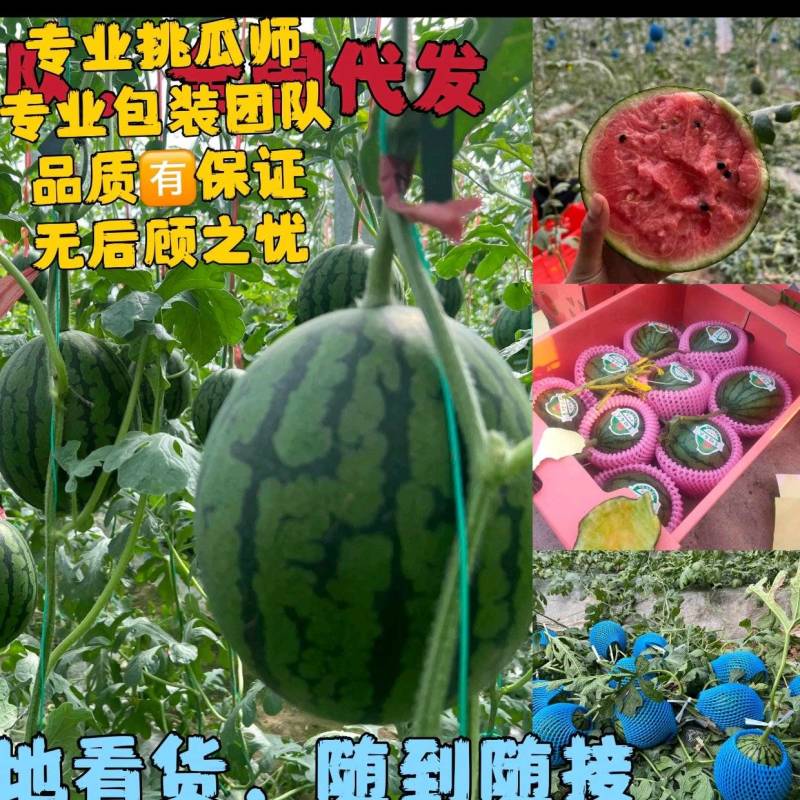 2k小吊瓜L600冰糖籽手掰西瓜小糖丸早春红玉全美2k