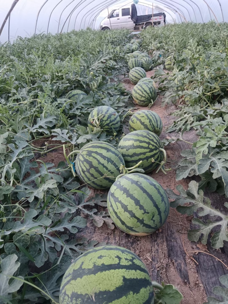 夏邑美都西瓜大量上市，可大量供应需要的来谈