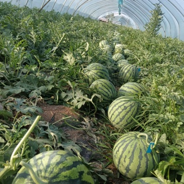 夏邑美都西瓜大量上市，可大量供应需要的来谈