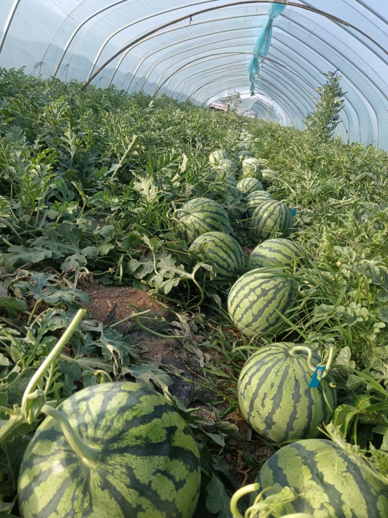 夏邑美都西瓜大量上市，可大量供应需要的来谈