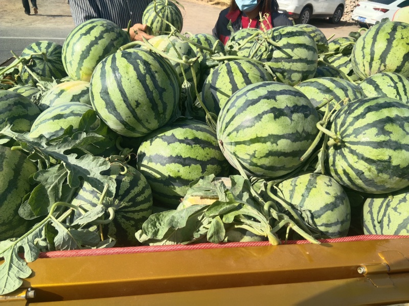 夏邑美都西瓜大量上市，可大量供应需要的来谈