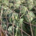 夏邑美都西瓜大量上市，可大量供应需要的来谈
