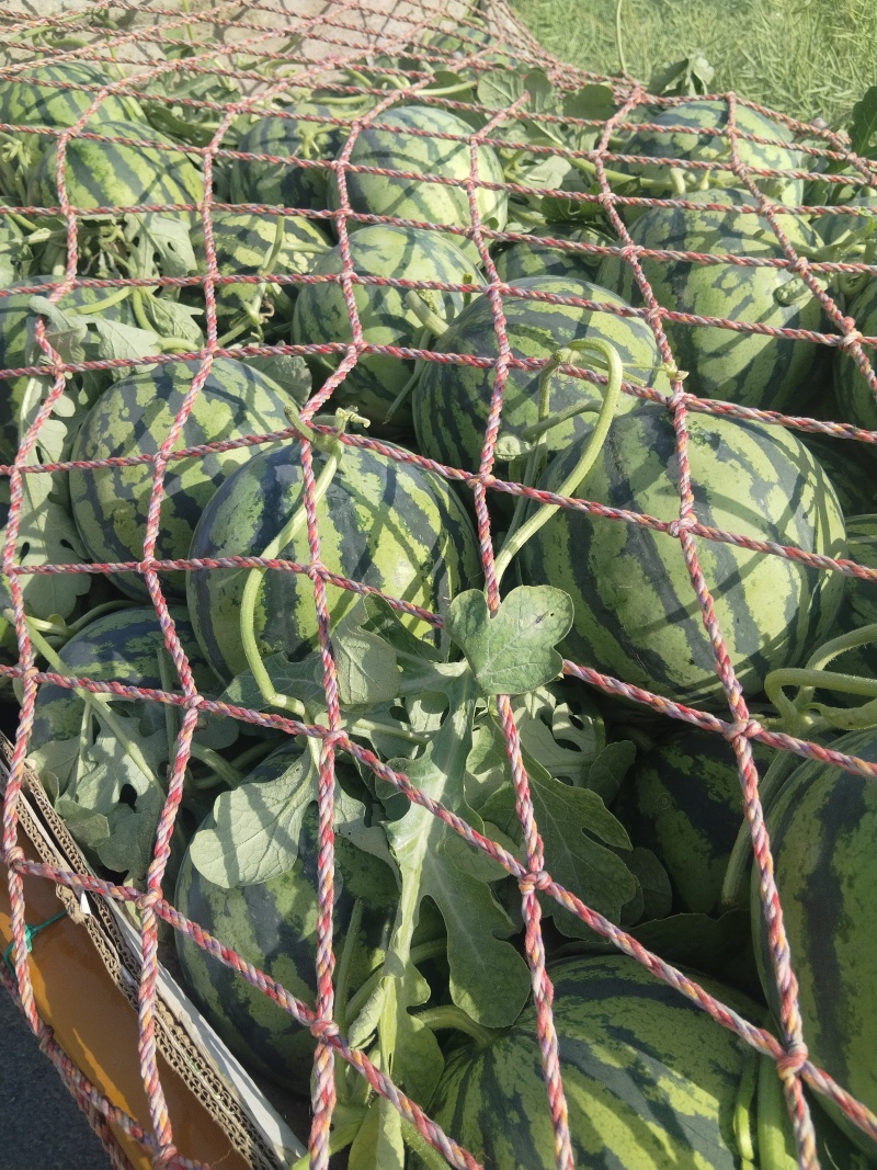 夏邑美都西瓜大量上市，可大量供应需要的来谈