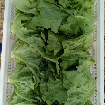精品意大利