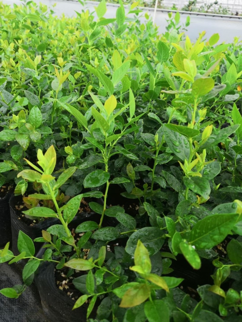 L25组培花香蓝莓苗当年苗成活率高提供技术支持