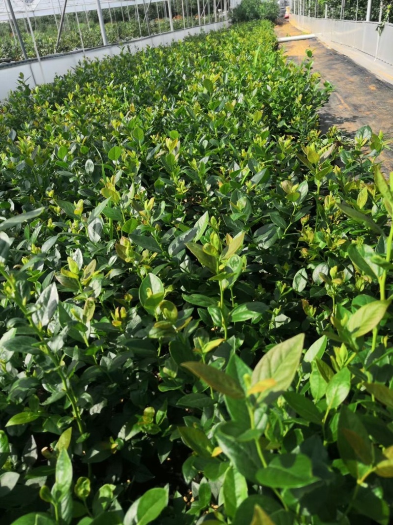 L25组培花香蓝莓苗当年苗成活率高提供技术支持