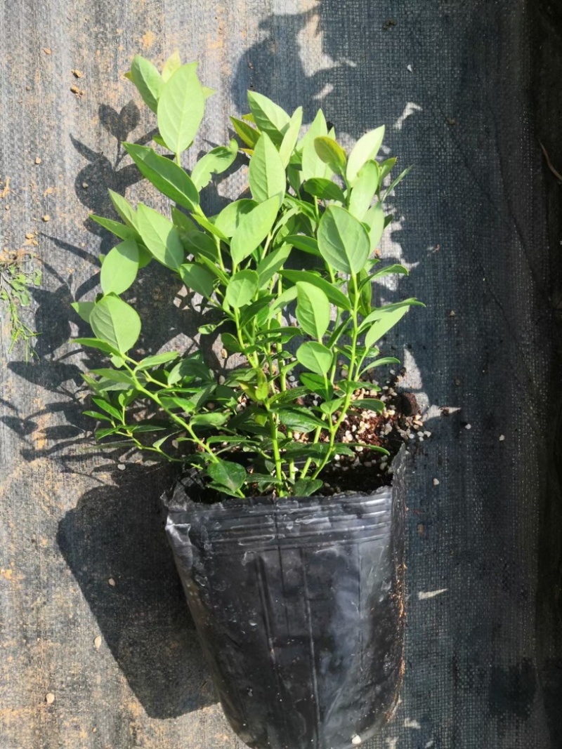 L25组培花香蓝莓苗当年苗成活率高提供技术支持