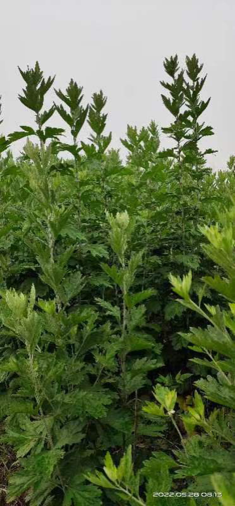 艾草，艾苗，艾根，大量上市，货源充足，保质保量