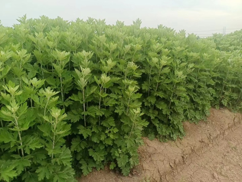 艾草，艾苗，艾根，大量上市，货源充足，保质保量