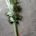 艾草，艾苗，艾根，大量上市，货源充足，保质保量