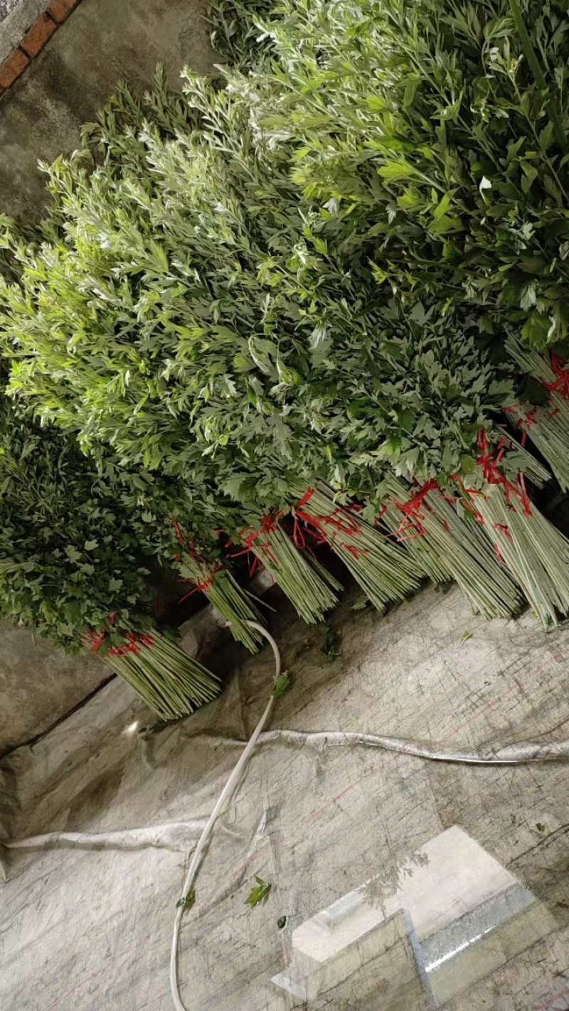艾草，艾苗，艾根，大量上市，货源充足，保质保量