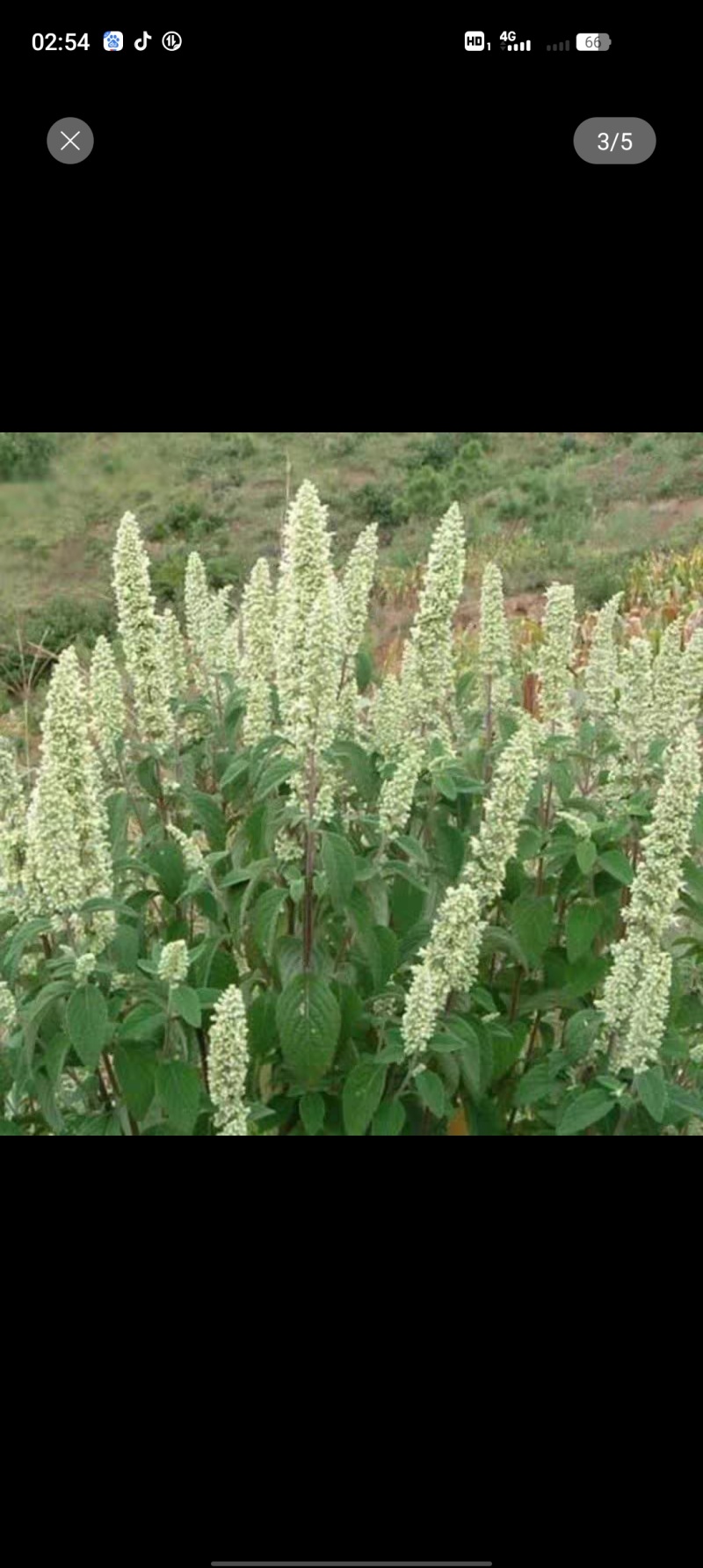 野坝凉茶
