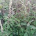 野坝凉茶