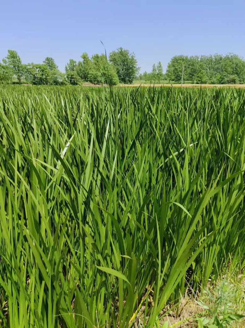 菖蒲草，货源充足，供货稳定，四川产地直发，欢迎大家关注