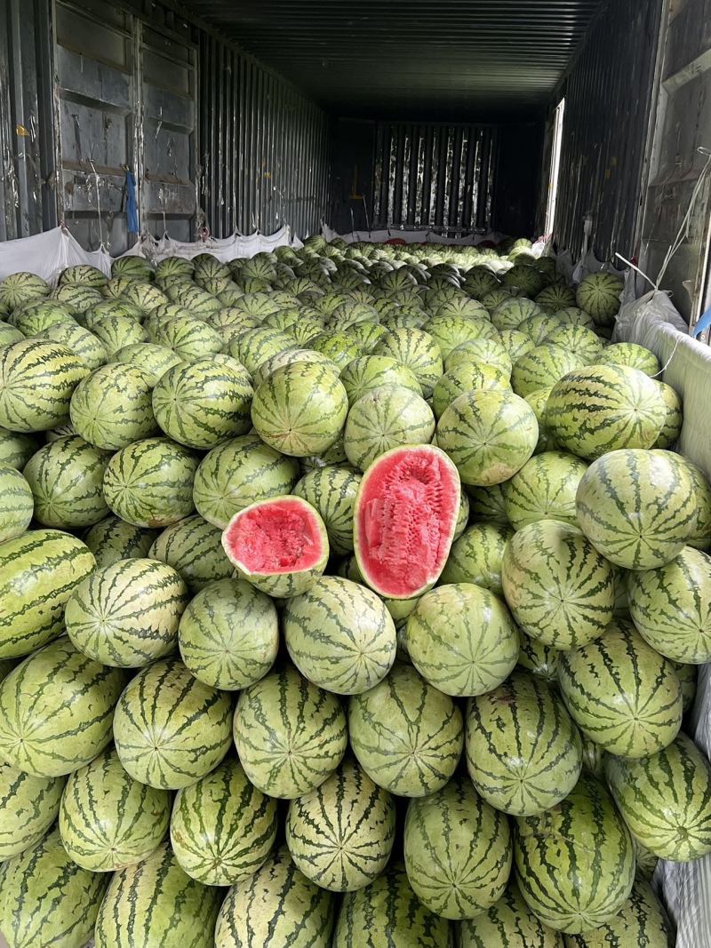 金城5号西瓜新疆西瓜，质量保证，果大味甜，发往全国各地