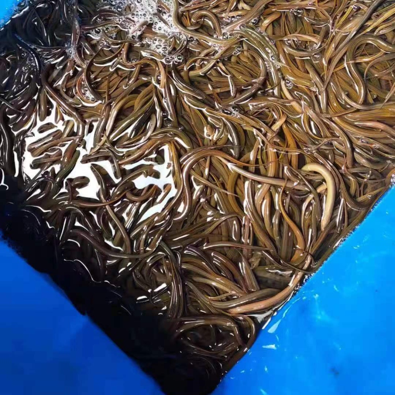 重庆水产黄鳝苗批发，基地直发，提供技术指导欢迎电联