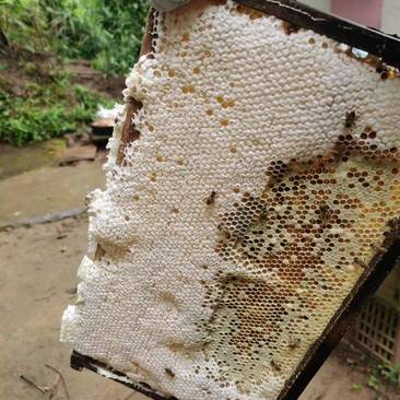 精品蜂蜜货源充足量大从优质量保证欢迎咨询
