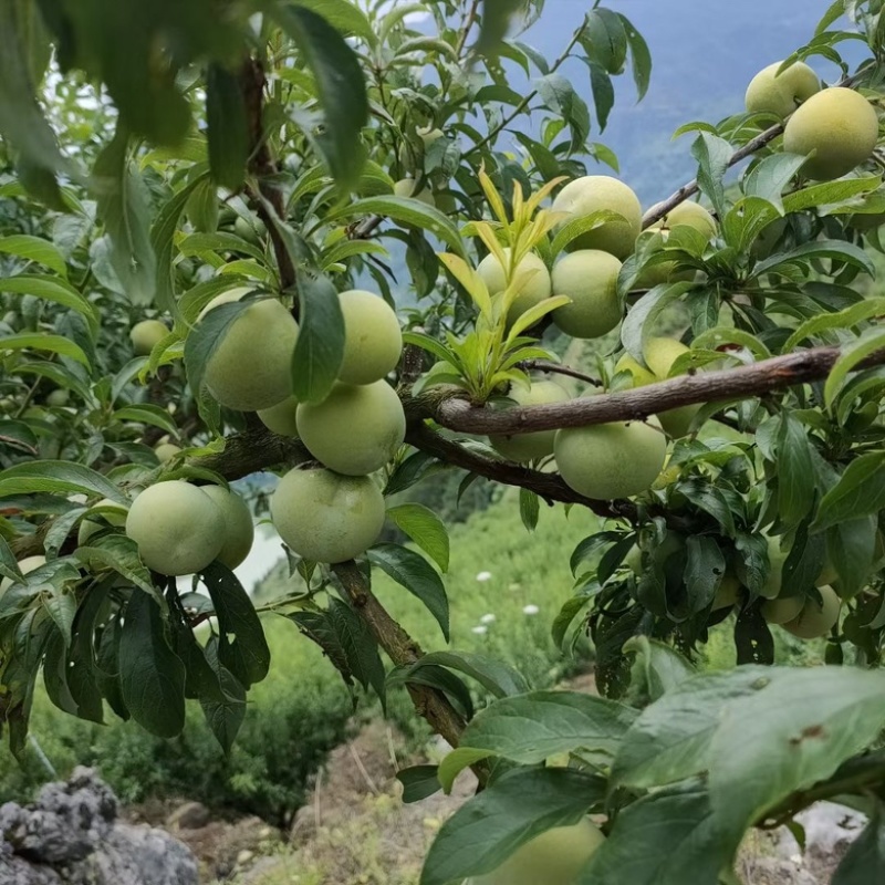 贵州四月李，脱骨李，青脆李，支持一件代发