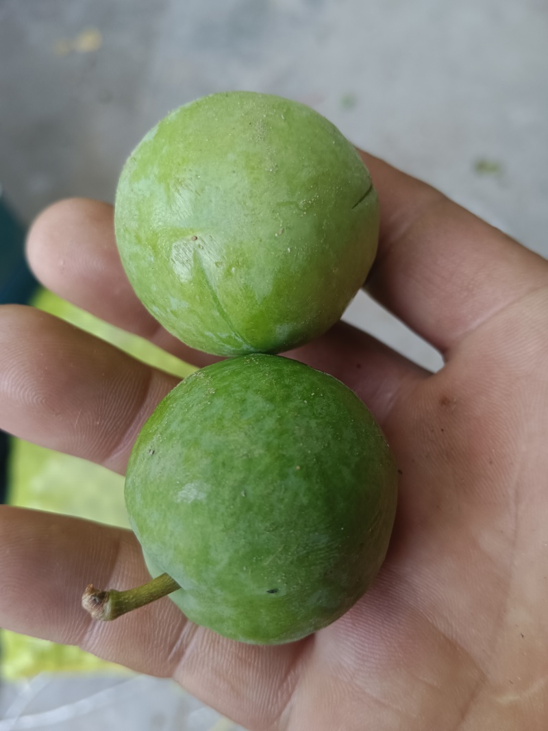 青李子果谱专用《琥珀，黑总统，黑宝石青李子，果谱专用》