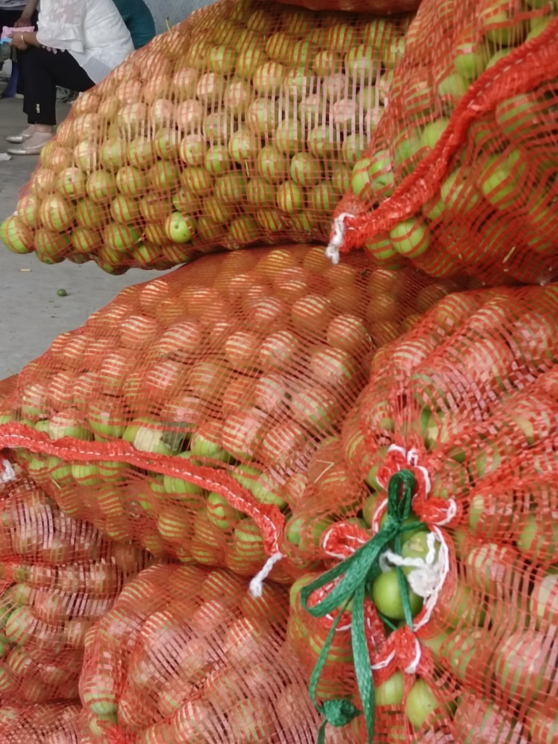 青李子果谱专用《琥珀，黑总统，黑宝石青李子，果谱专用》