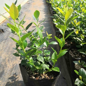 L25组培花香蓝莓苗当年苗成活率高提供技术支持