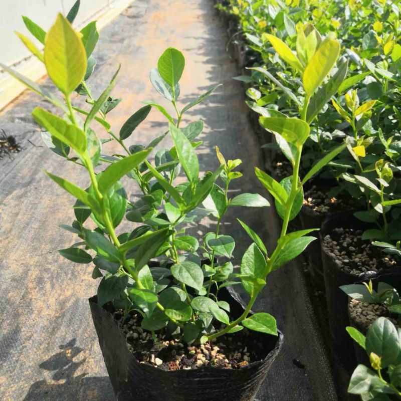 L25组培花香蓝莓苗当年苗成活率高提供技术支持