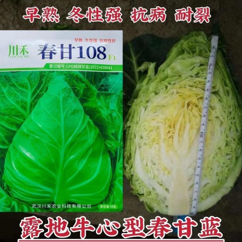 牛心甘蓝种子春甘108尖顶包菜耐寒耐抽苔露地越冬春秋甘蓝种籽