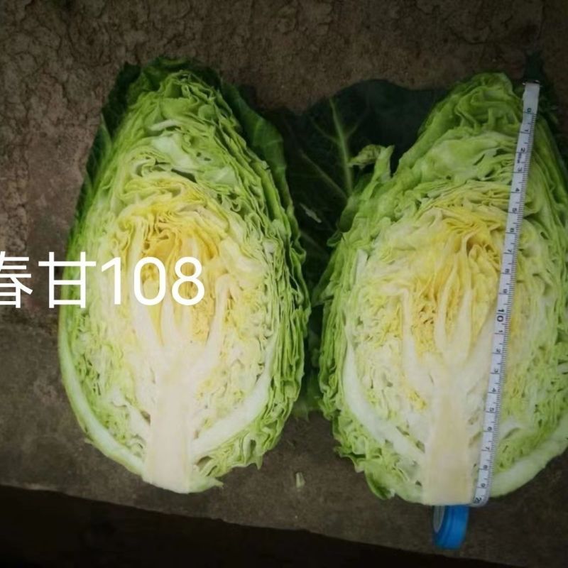 牛心甘蓝种子春甘108尖顶包菜耐寒耐抽苔露地越冬春秋甘蓝种籽