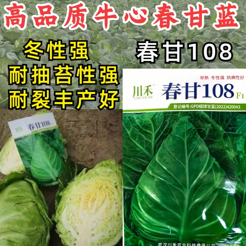 牛心甘蓝种子春甘108尖顶包菜耐寒耐抽苔露地越冬春秋甘蓝种籽