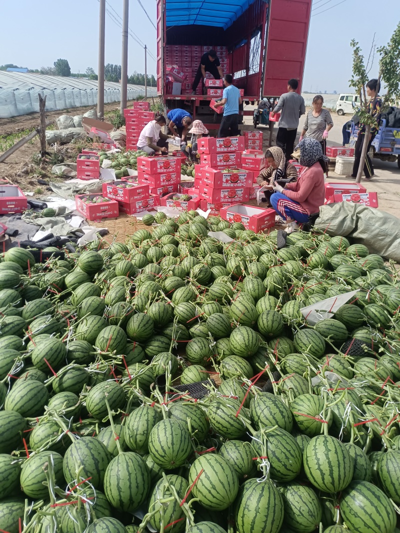 2K西瓜小糖丸吊秧西瓜种植产地大棚定货口感好量大