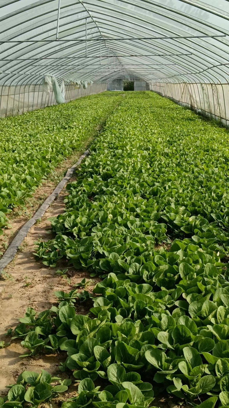 快菜，大量有货基地直发欢迎电话联系洽谈业务