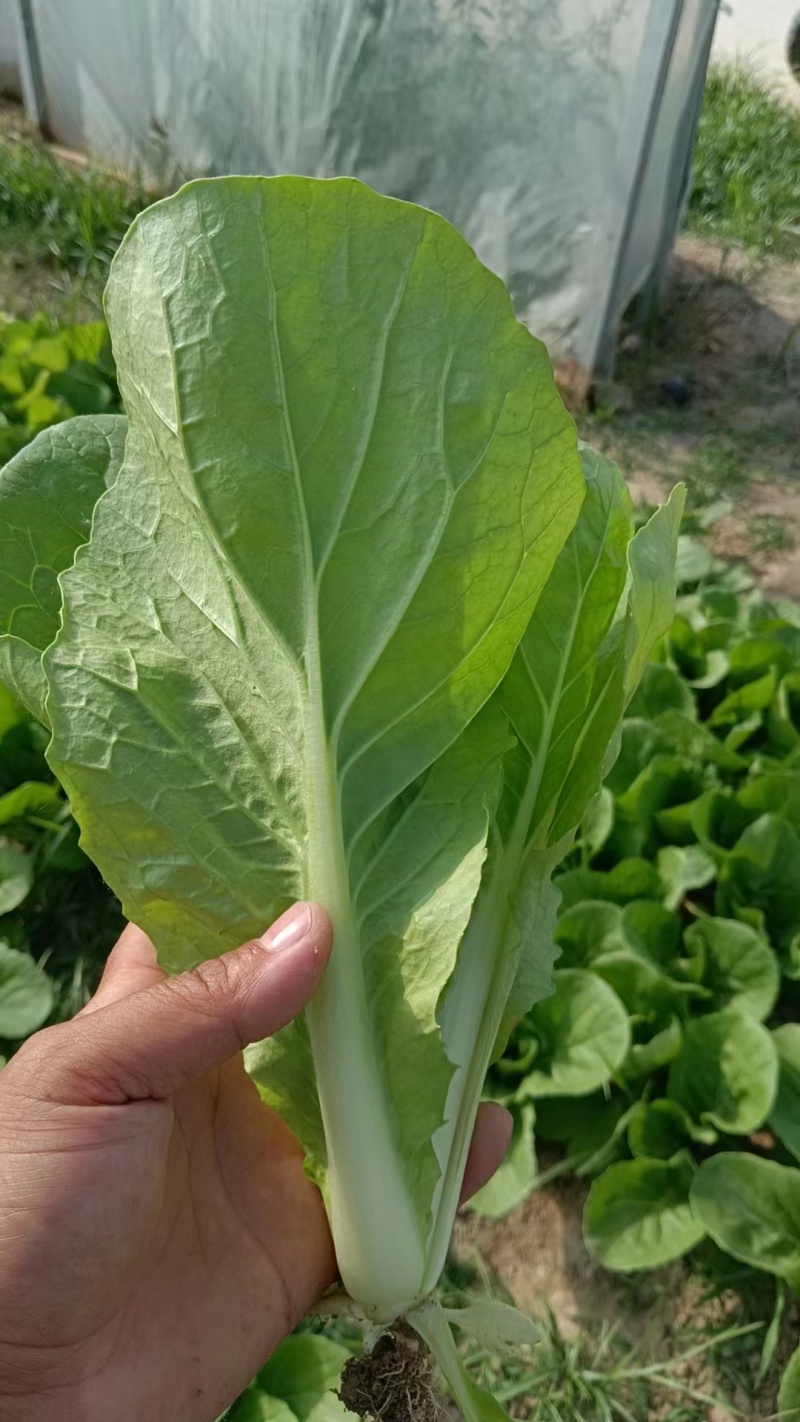 快菜，大量有货基地直发欢迎电话联系洽谈业务