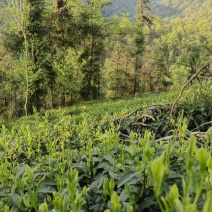 高山绿茶