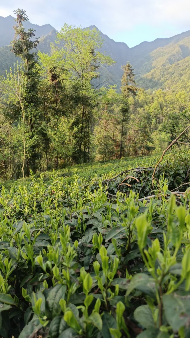 高山绿茶