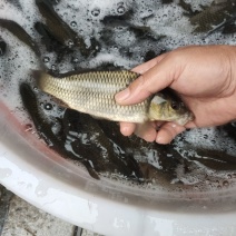 鲤鱼苗稻田稻花鱼苗包成活技术指导