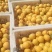 金太阳杏大量上市