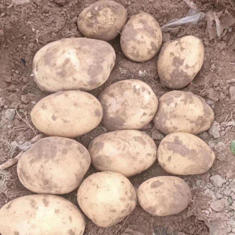 甘肃沃土土豆沃土5号品质保证个头均匀品质保障